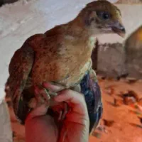 جوجه یک ماهه هلندی