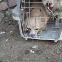 واگذاری سگ خانگی