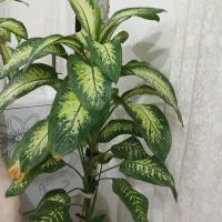 گل دیفن باغی