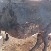 فروش چند راس گاو ابستن با گوساله|حیوانات مزرعه|ایذه, |دیوار