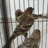 گلبسر جوجه قفس