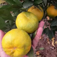 درخت نارنگی داری / این مشکلات رو داری