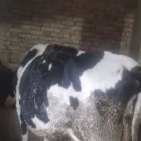 گاو آبستن