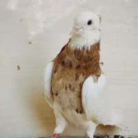 نر پاک بدون غلت