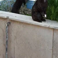 فروش خرگوش نر