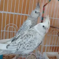 عروس‌هلندی