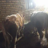 گوساله نر شاروله وسیمنتال