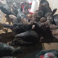 بوقلمون نروماده نه الا یازده ماهه|حیوانات مزرعه|میانه, |دیوار