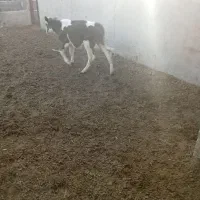 گوساله نر سیمیتال|حیوانات مزرعه|ماهنشان, |دیوار