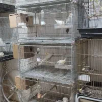 قفس چهار طبقه با پایه و لوازم پرندگان