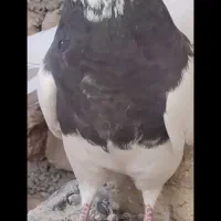 طوقی دمسفید دمسیاه کله الماسی پرشی گرگی کله دمبی|پرنده|مبارکه, |دیوار