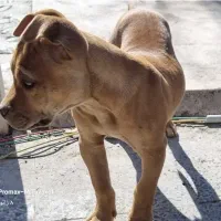 توله پیتبول اصیل ۶ ماهه درجه یک