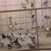 کبوتر