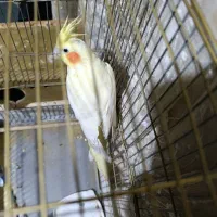 سلام عروس هلندی ماده هست جوجه گرفتم هفت تخم