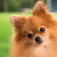 سگ پامرین مینی‌مال ترین سایز