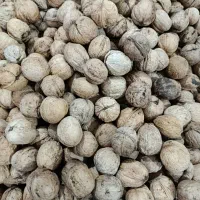 فروش گردو کاغذی
