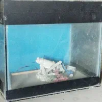 آکواریوم|ماهی|بردسکن, |دیوار