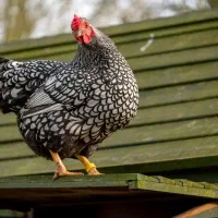 مرغ و خروس زینتی|حیوانات مزرعه|پارس‌آباد, |دیوار