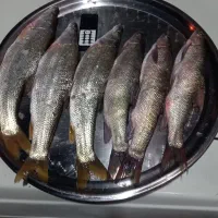 آبگرمکن ماهی|ماهی|آبدانان, |دیوار