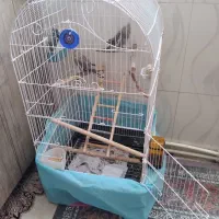 عروس هلندی