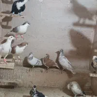 کبوتر رنگی|پرنده|اردکان, |دیوار