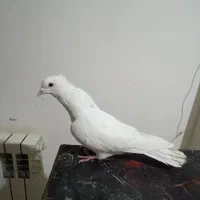 پرنده. سفید کاکلی ماده پرشی میزون|پرنده|گلبهار, شهر جدید گلبهار|دیوار