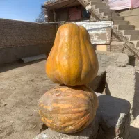 کدو دو رنگ نزدیک به زرد