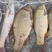 ماهی تازه سید روز شیلات ارس