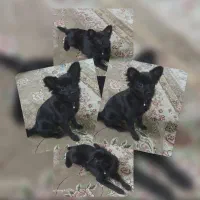 واگذاری رایگان سگ