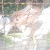 خرگوش نروماده