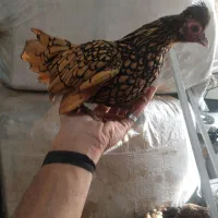مرغ خروس مینیاتوری سیبرایت