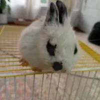 خرگوش کوچک فوقالعاده باهوش و دستی|موش و خرگوش|فلاورجان, |دیوار