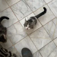 واگذاری سه عدد بچه گربه دو ماهه|گربه|یزد, |دیوار