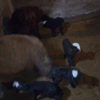 میش بره|حیوانات مزرعه|مشهد, ابرغن|دیوار