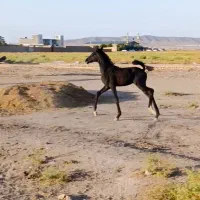 فروش یک عدد کره نریون کرد