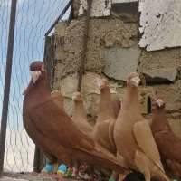 زرد خارجی جاکوبین بخارا سرور