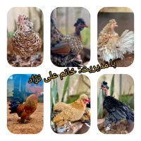 تخم مرغ نژادی و تخم بوقلمون برنز|خوردنی و آشامیدنی|یاسوج, |دیوار