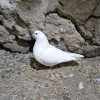 فروش کفتر پرشی