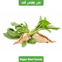 بذر چغندر رزا گل 4 یونیت