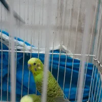 مرغ عشق و خروس میاطوری|پرنده|سنگر, |دیوار