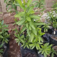 فروش نهال مورد وبرهان|گل و گیاه طبیعی|مسجد سلیمان, |دیوار
