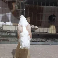 نر نوک قنار پشت زرد|پرنده|تهران, جهاد|دیوار