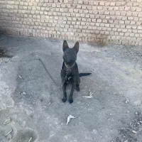 واگذاری مالینویز