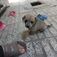 توله سگ