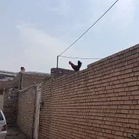 خروس|حیوانات مزرعه|اهواز, زرگان|دیوار