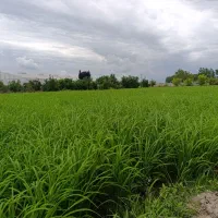 برنج طارم هاشمی