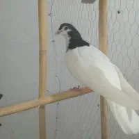 کفتر