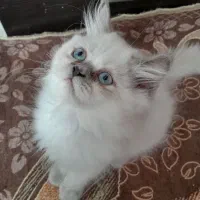 توله پرشین ماده سه ماهه