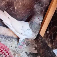 نر کفتر کله الماسی