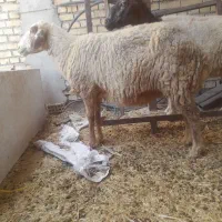 گوسفند مضاریع|حیوانات مزرعه|اهواز, الهائی|دیوار